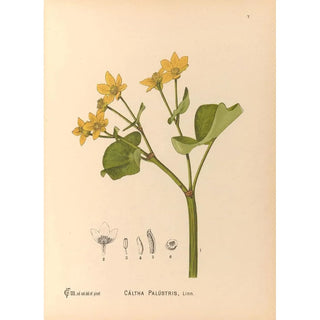 Charles Frederick Millspaugh - Medicinal Plants Pl100.webp