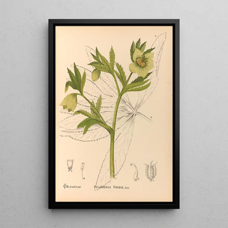 Charles Frederick Millspaugh - Medicinal Plants Pl101.webp