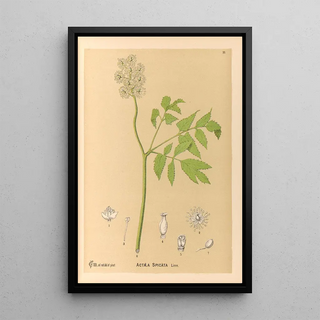 Charles Frederick Millspaugh - Medicinal Plants Pl103.webp