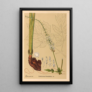 Charles Frederick Millspaugh - Medicinal Plants Pl104.webp