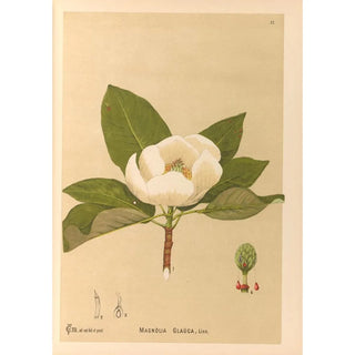 Charles Frederick Millspaugh - Medicinal Plants Pl105.webp