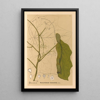 Charles Frederick Millspaugh - Medicinal Plants Pl107.webp