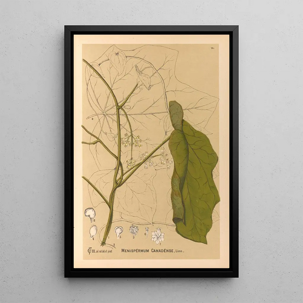 Charles Frederick Millspaugh - Medicinal Plants Pl107.webp