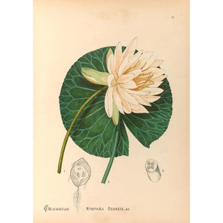 Charles Frederick Millspaugh - Medicinal Plants Pl111.webp