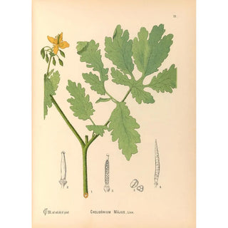 Charles Frederick Millspaugh - Medicinal Plants Pl114.webp
