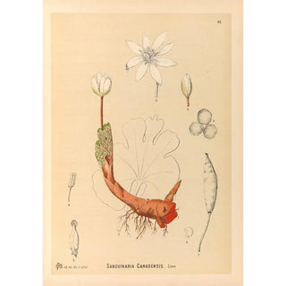 Charles Frederick Millspaugh - Medicinal Plants Pl115.webp