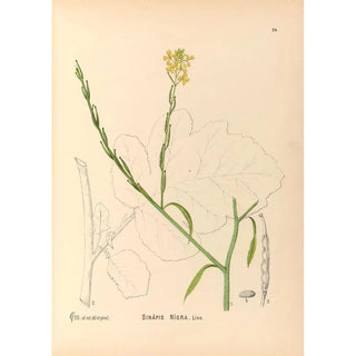 Charles Frederick Millspaugh - Medicinal Plants Pl117.webp
