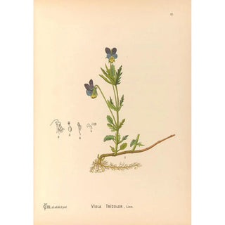 Charles Frederick Millspaugh - Medicinal Plants Pl120.webp