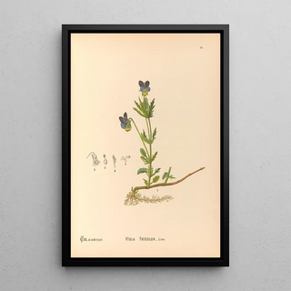 Charles Frederick Millspaugh - Medicinal Plants Pl120.webp