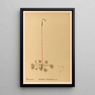 Charles Frederick Millspaugh - Medicinal Plants Pl122.webp