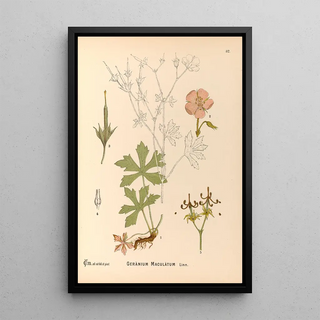 Charles Frederick Millspaugh - Medicinal Plants Pl125.webp