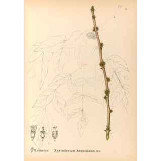 Charles Frederick Millspaugh - Medicinal Plants Pl126.webp