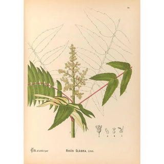 Charles Frederick Millspaugh - Medicinal Plants Pl129.webp