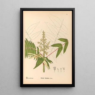 Charles Frederick Millspaugh - Medicinal Plants Pl129.webp
