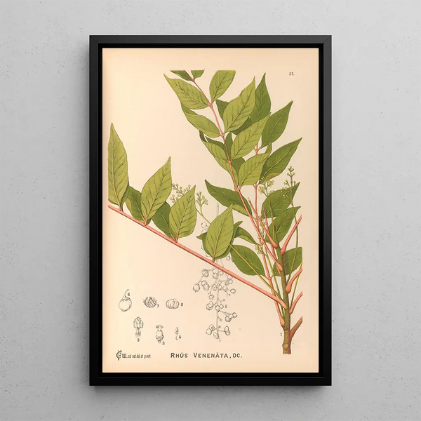 Charles Frederick Millspaugh - Medicinal Plants Pl130.webp