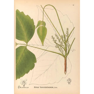 Charles Frederick Millspaugh - Medicinal Plants Pl131.webp
