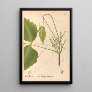 Charles Frederick Millspaugh - Medicinal Plants Pl131.webp