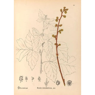 Charles Frederick Millspaugh - Medicinal Plants Pl132.webp