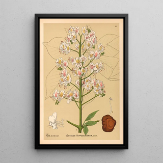 Charles Frederick Millspaugh - Medicinal Plants Pl136.webp