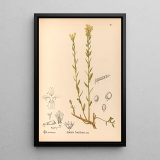 Charles Frederick Millspaugh - Medicinal Plants Pl139.webp