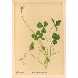 Charles Frederick Millspaugh - Medicinal Plants Pl141.webp