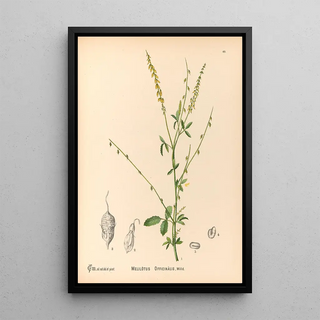 Charles Frederick Millspaugh - Medicinal Plants Pl142.webp