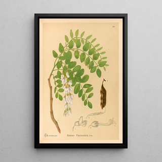 Charles Frederick Millspaugh - Medicinal Plants Pl143.webp