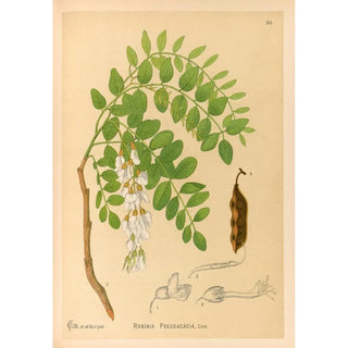 Charles Frederick Millspaugh - Medicinal Plants Pl143.webp