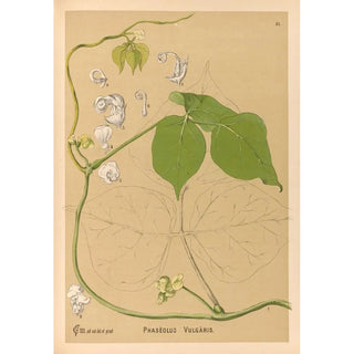Charles Frederick Millspaugh - Medicinal Plants Pl144.webp