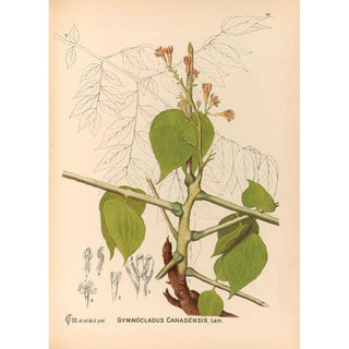 Charles Frederick Millspaugh - Medicinal Plants Pl146.webp