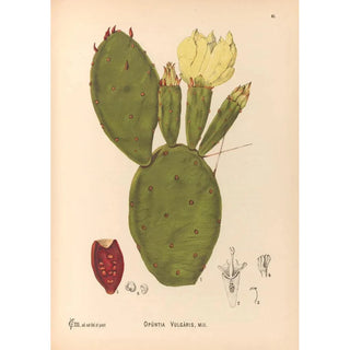 Charles Frederick Millspaugh - Medicinal Plants Pl154.webp