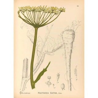 Charles Frederick Millspaugh - Medicinal Plants Pl156.webp