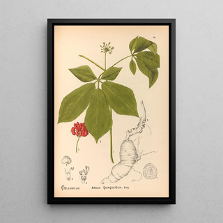 Charles Frederick Millspaugh - Medicinal Plants Pl163.webp