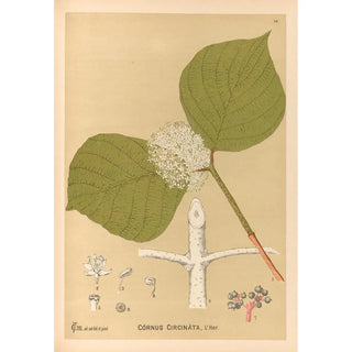 Charles Frederick Millspaugh - Medicinal Plants Pl165.webp