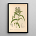 Rośliny lecznicze Pl172 - Charles Frederick Millspaugh — oprawiony obraz na ścianie