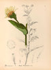 Rośliny lecznicze Pl. 174 - Charles Frederick Millspaugh — widok dzieła