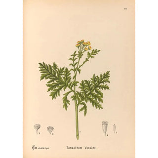 Charles Frederick Millspaugh - Medicinal Plants Pl179.webp