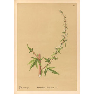 Charles Frederick Millspaugh - Medicinal Plants Pl180.webp