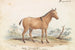 Asinus Hippagrus le YoToTze - Charles Hamilton Smith — widok dzieła
