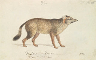 Charles Hamilton Smith - DunFooted AguaraDog.webp