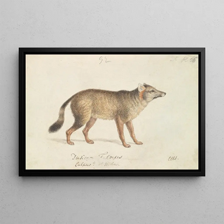 Charles Hamilton Smith - DunFooted AguaraDog.webp