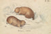 Echidna z długim dziobem - Charles Hamilton Smith — widok dzieła
