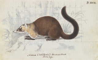 Charles Hamilton Smith - Nasua Solitaria Monachus From Life.webp