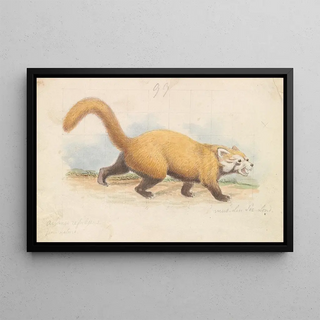 Charles Hamilton Smith - Red Panda.webp