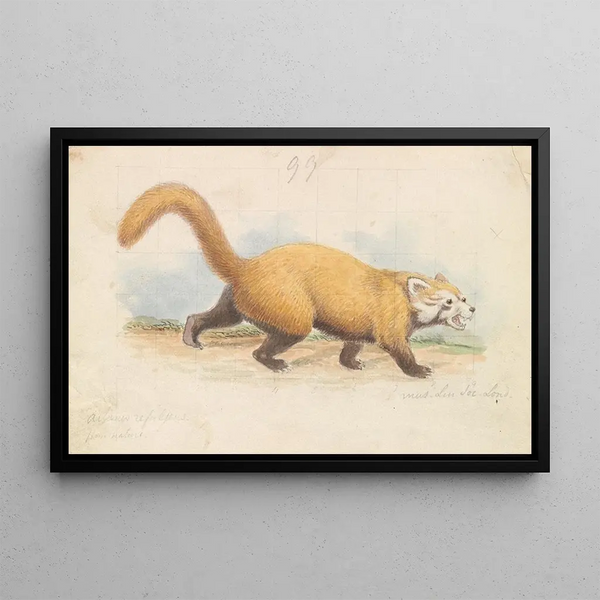 Charles Hamilton Smith - Red Panda.webp