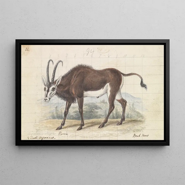 Charles Hamilton Smith - Sable Antelope.webp
