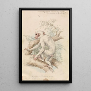 Charles Hamilton Smith - Stumptailed Macaque.webp