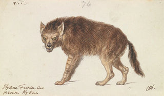 Charles Hamilton Smith - The Brown Hyena.webp
