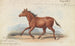 Le cheval Koomrah - Charles Hamilton Smith — widok dzieła