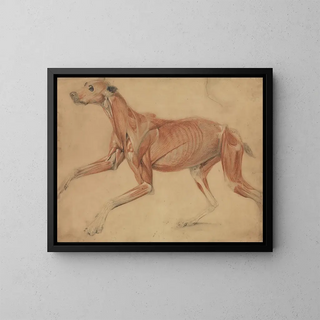 Charles Landseer - A Full Size corch Study of a Hound.webp